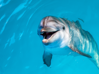 Dolphin Study Identifies Hitherto Unknown Endocannabinoid